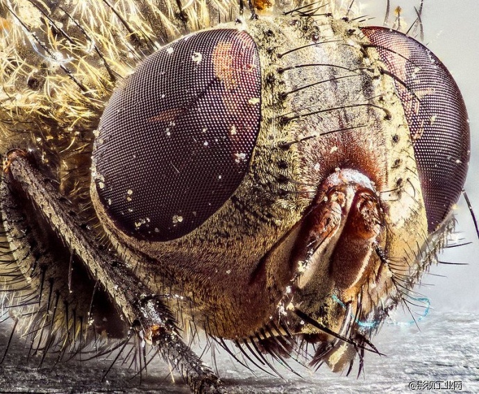 【摄影DIY】$150实现疯狂的超级微距!