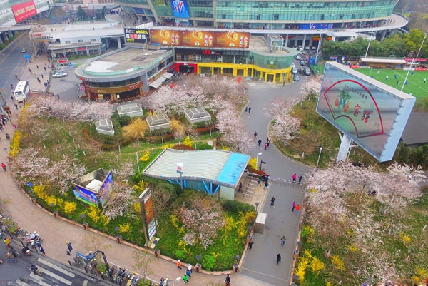 航拍上海最美地铁口　欣赏灿烂樱花