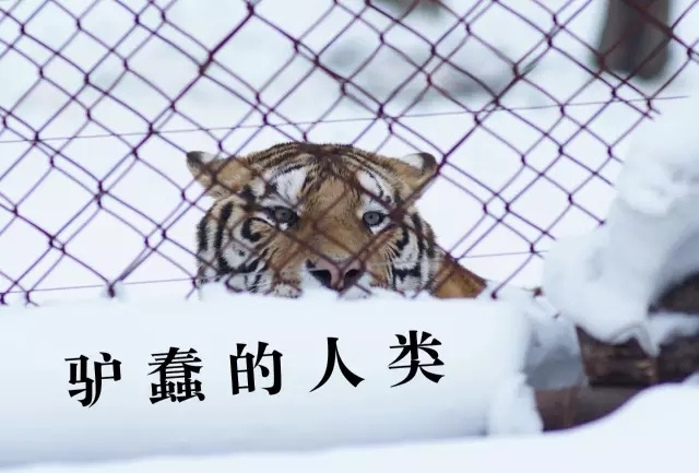飞行器如何技术躲避东北虎扑杀 ·《航拍中国》精彩幕后