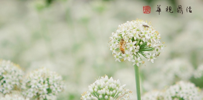 华视鼎信:RED RAVEN 4.5K电影摄像机津恺食品宣传片拍摄