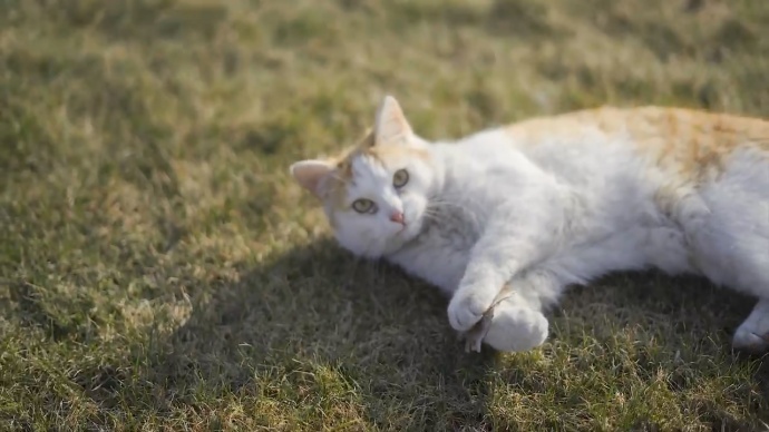 星云5100斜角海外随拍分享|此处有萝莉和猫出没!!